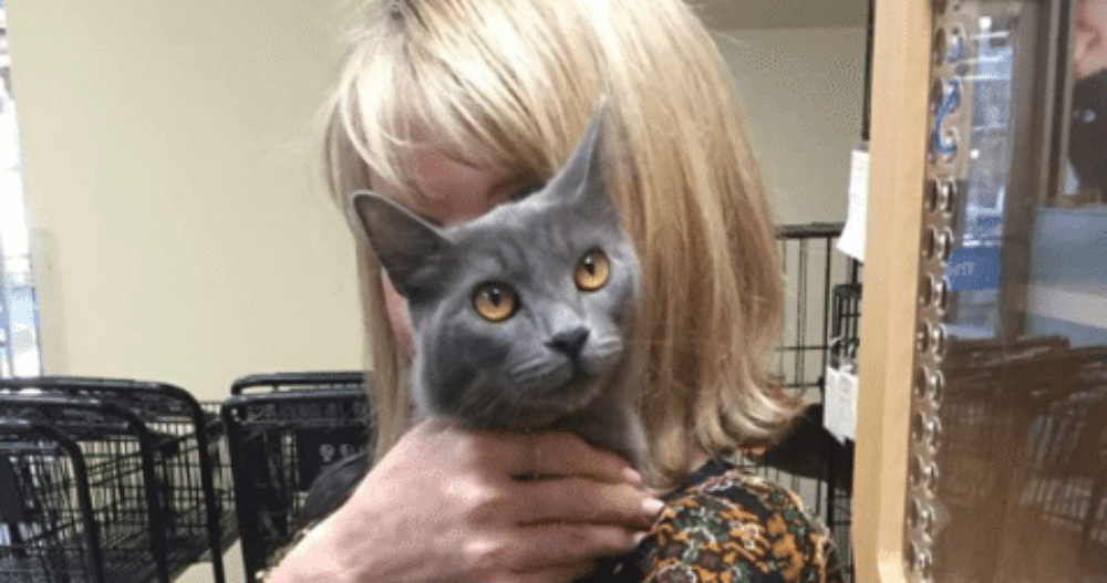 I knew Chantilly would be a good companion kitty for Penney, and we bonded, just like that! She'd already been spayed and had a microchip. Good work City Critters!