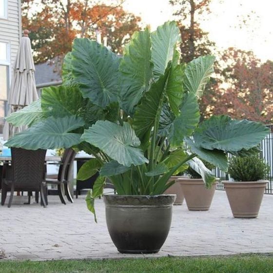 Gorgeous Statement Planters - 1010 Park Place