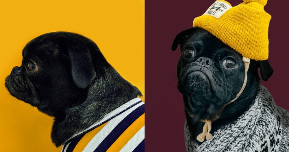 BTW I'm using these pug pics because they're adorable and it was nearly impossible to find a photo that fit my blog post's aspect ratio.